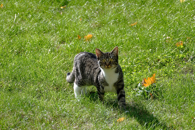Le chat curieux - The curious cat - Explore 12/10/2022 rank 238