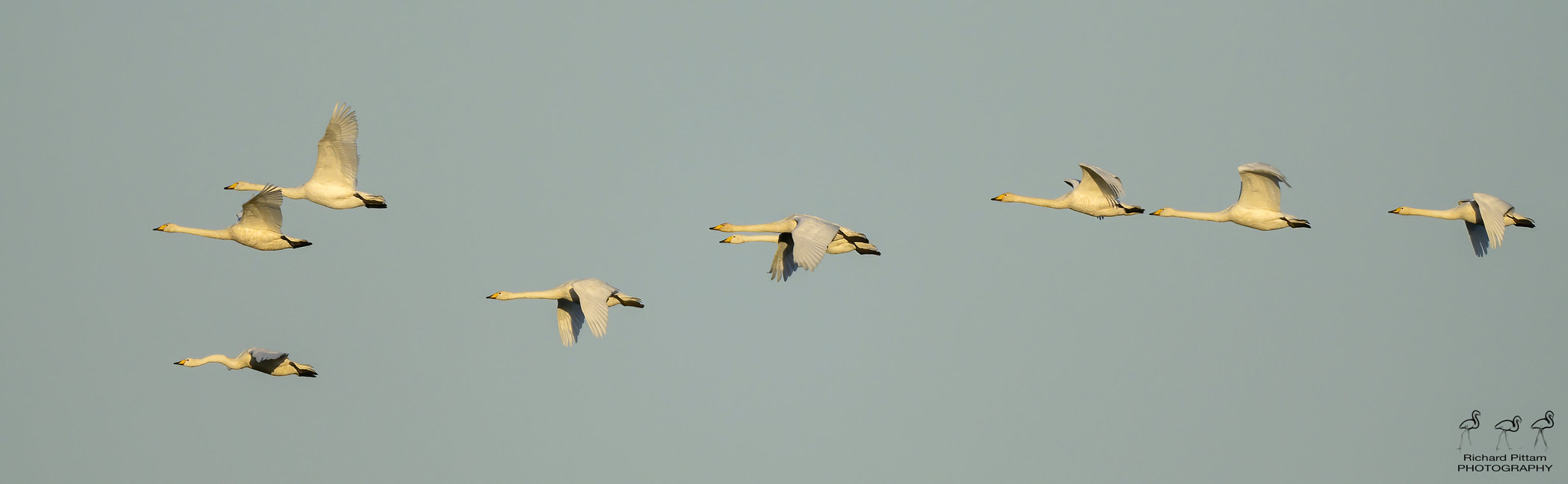 Whooper Swans [from a flock of 24] - front one has a wonky neck