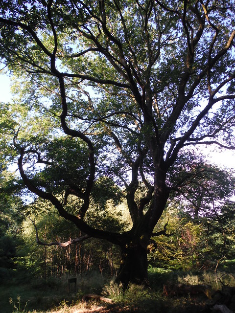 Spider Oak, Savernake Forest, off Postwives Walk SWC 399 - Bedwyn Circular (via Savernake Forest and Marlborough) [King and Queen Oaks Loop]