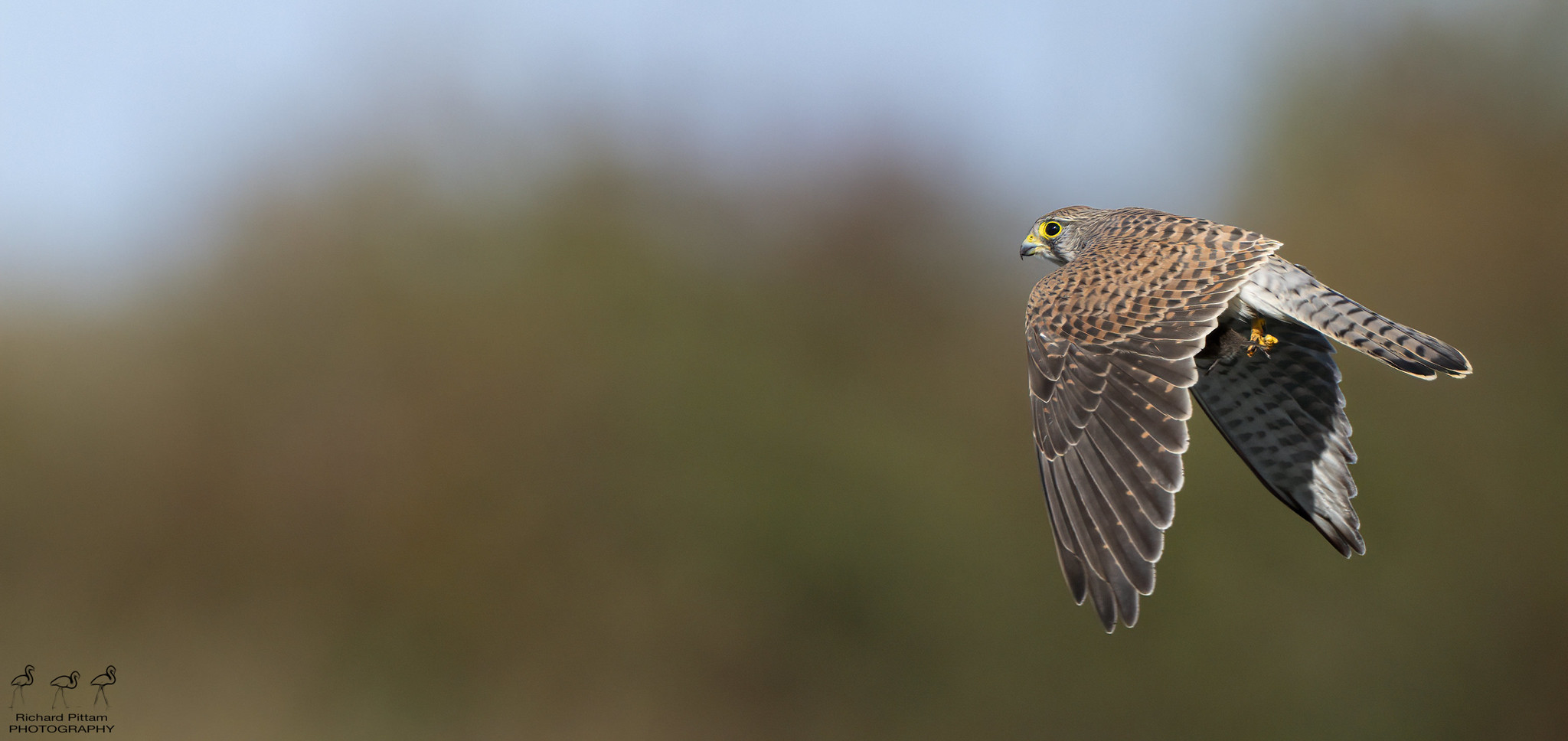 Kestrel hunting..with Vole