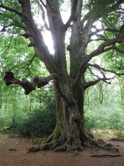 "A fine tree about 15m to the right", off Grey Road SWC 399 - Bedwyn Circular (via Savernake Forest and Marlborough)