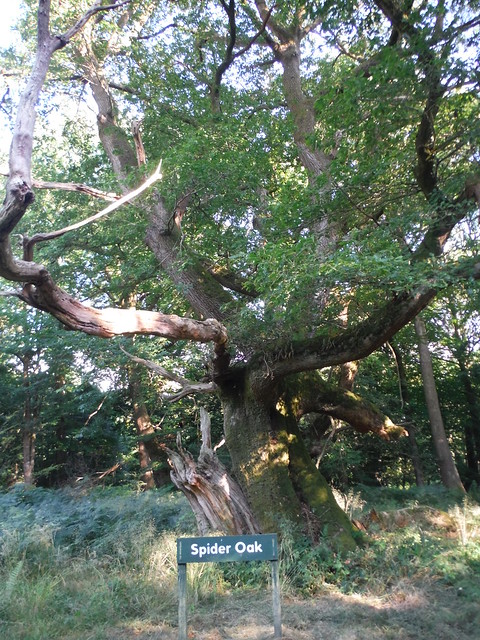 Spider Oak, Savernake Forest, off Postwives Walk SWC 399 - Bedwyn Circular (via Savernake Forest and Marlborough) [King and Queen Oaks Loop]