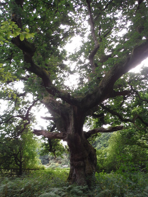 A very old oak tree, after re-entering Savernake Forest SWC 399 - Bedwyn Circular (via Savernake Forest and Marlborough)