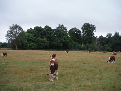 Cows in pasture off Great Lodge Drive, Savernake Forest SWC 399 - Bedwyn Circular (via Savernake Forest and Marlborough)