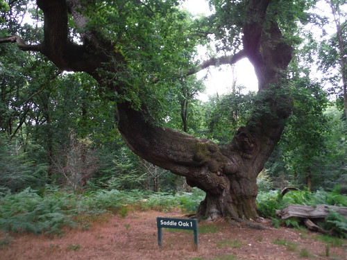 Saddle Oak I, Savernake Forest SWC 399 - Bedwyn Circular (via Savernake Forest and Marlborough)