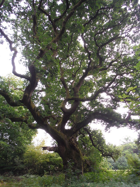A very old oak tree, after re-entering Savernake Forest SWC 399 - Bedwyn Circular (via Savernake Forest and Marlborough)