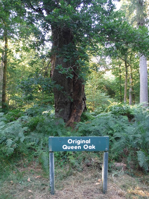 Original Queen Oak, Savernake Forest, off Postwives Walk SWC 399 - Bedwyn Circular (via Savernake Forest and Marlborough) [King and Queen Oaks Loop]