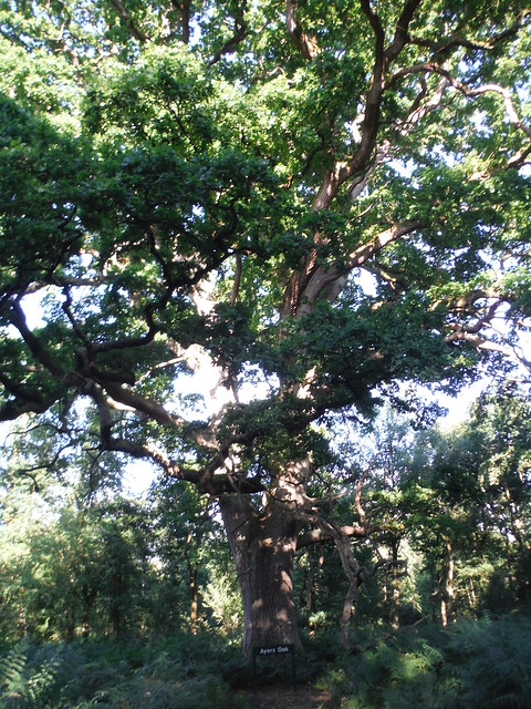 Ayers Oak, Savernake Forest SWC 399 - Bedwyn Circular (via Savernake Forest and Marlborough) [King and Queen Oaks Loop]