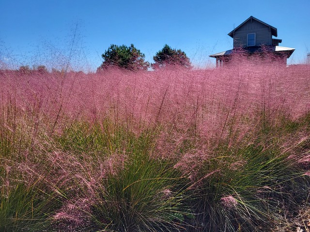 The Muhly grass at the Machicomoco State Park entrance is turning a deeper purple color.