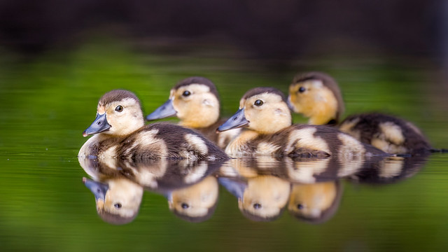 4 ducklings