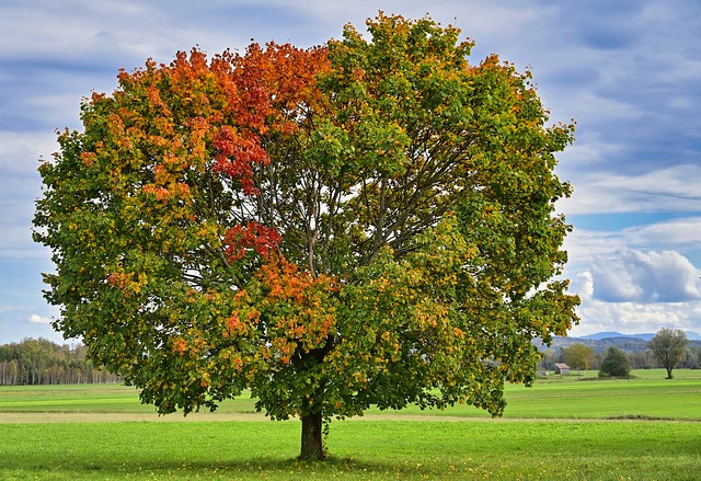 Herbstbaum - Feldahorn