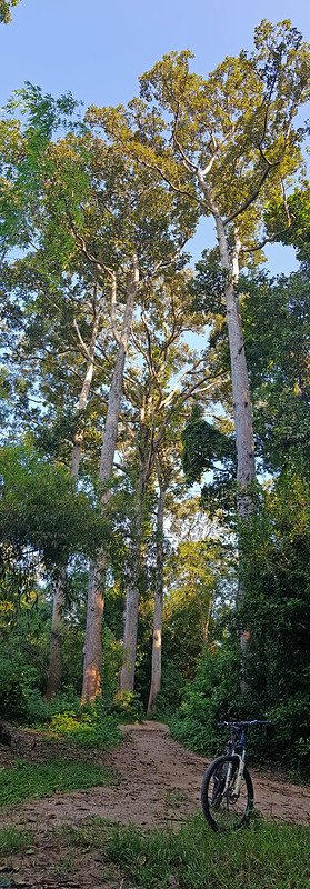 Big Trees of Kamalasai 2