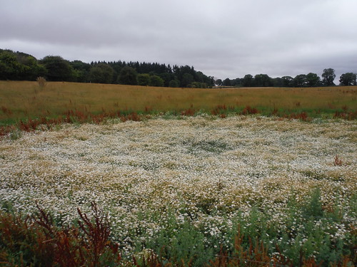 Some white flowers in a pasture SWC 399 - Bedwyn Circular (via Savernake Forest and Marlborough) [Chisbury Camp Option]