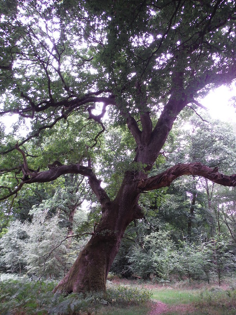 Old Tree, Savernake Forest SWC 399 - Bedwyn Circular (via Savernake Forest and Marlborough)