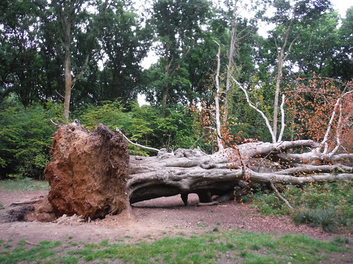 Fallen Old Tree, Savernake Forest SWC 399 - Bedwyn Circular (via Savernake Forest and Marlborough)