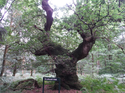 Brudenell Oak, Savernake Forest SWC 399 - Bedwyn Circular (via Savernake Forest and Marlborough)