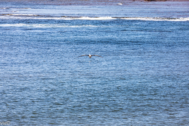 On a sunny autumn afternoon, adult Pelican skims just above the sea after taking off from the beach. Pelicans frequent inland and coastal waters, where they feed principally on fish