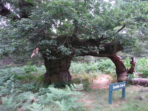 Saddle Oak II, Savernake Forest SWC 399 - Bedwyn Circular (via Savernake Forest and Marlborough)