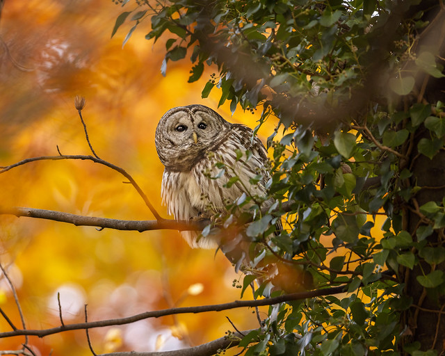 Autumn Owl..