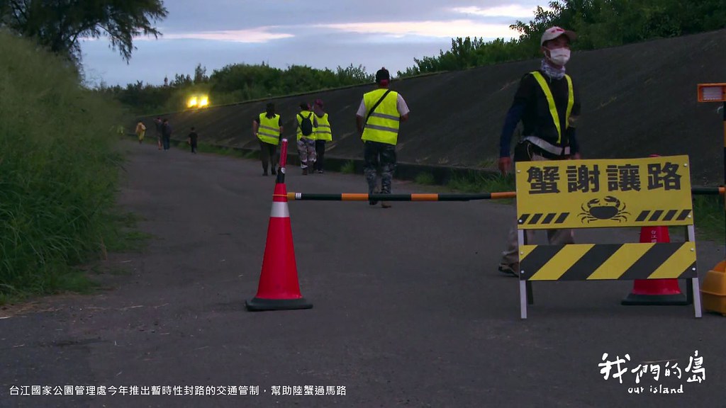 台江國家公園管理處今年推出暫時性封路的交通管制，幫助陸蟹過馬路
