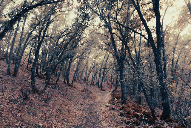 “En un bosque de cien mil árboles, no hay dos hojas iguales. Y no hay dos viajes por el mismo camino”.