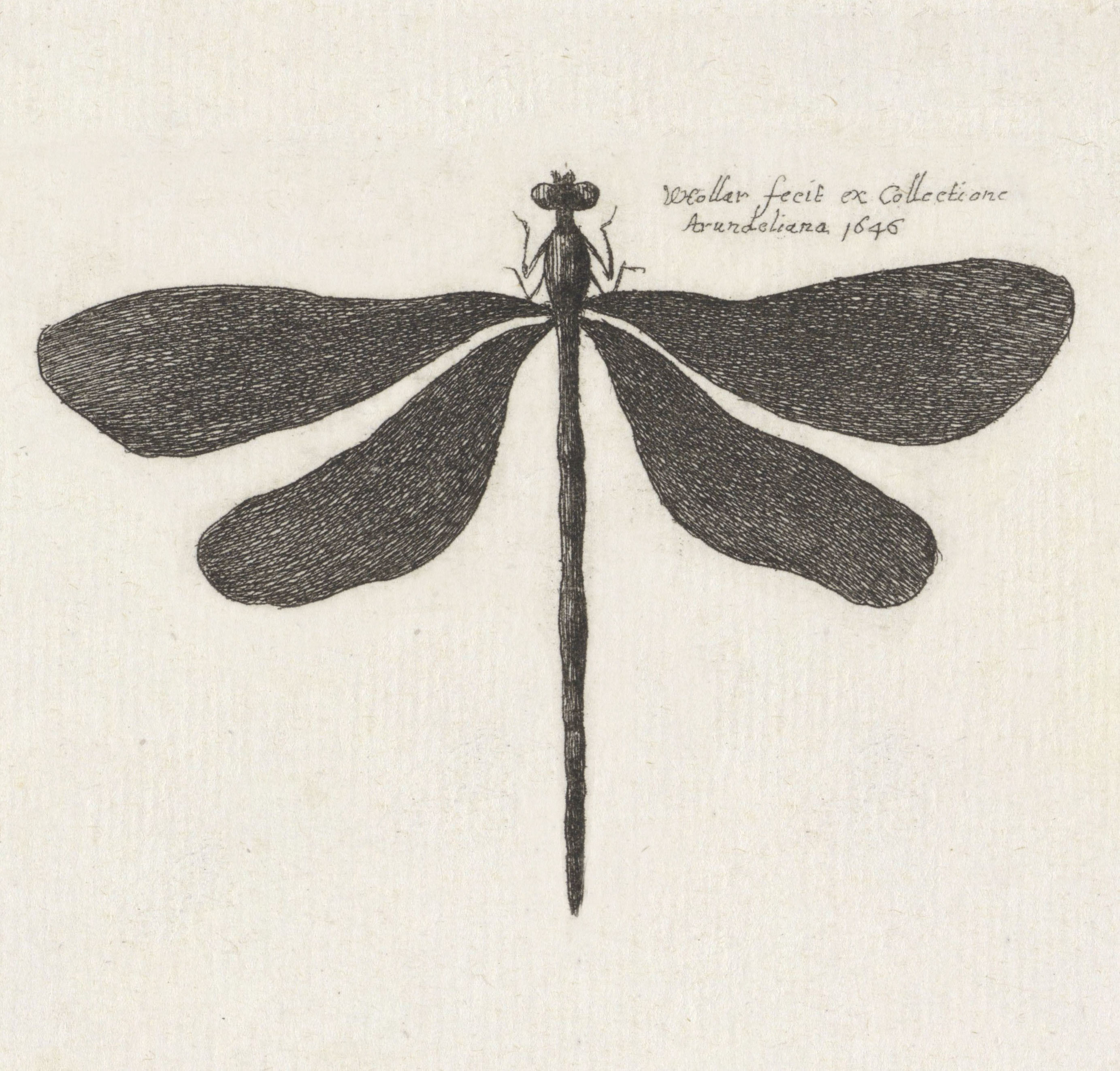 Wenceslaus Hollar :: Dragonfly [Libellen], Antwerp, 1646. | src Rijksmuseum