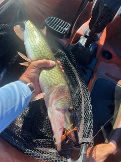 This 21.5-inch pickerel was caught in St Mary’s Lake