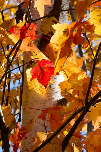 Fall leaves and birch tree Here is one I pulled from the &amp;quot;archives&#039;. I especially like the leaves against the white bark of the birch, a very common tree in central and northern Wisconsin. 

Double click image to enlarge. 