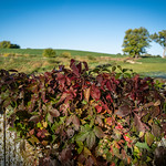 Changing Colors As the weather cools the leaves on a vine growing on a farm fence begin to change colors.
