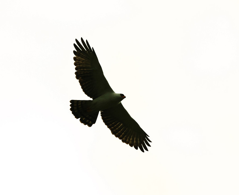 Black-and-white Hawk-Eagle_Spizaetus melanoleucus_Ascanio_Brazil_DZ3A7755