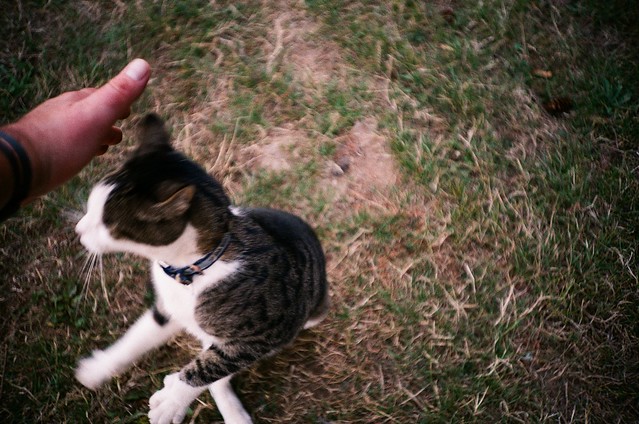 Friendly kitteh on Mount Tabor, 9 Oct 2022
