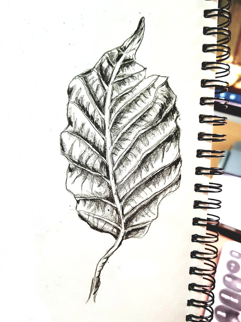 乾葉 Dry Leaf - 鉛筆繪畫 Objects Drawing (Pencil) ...