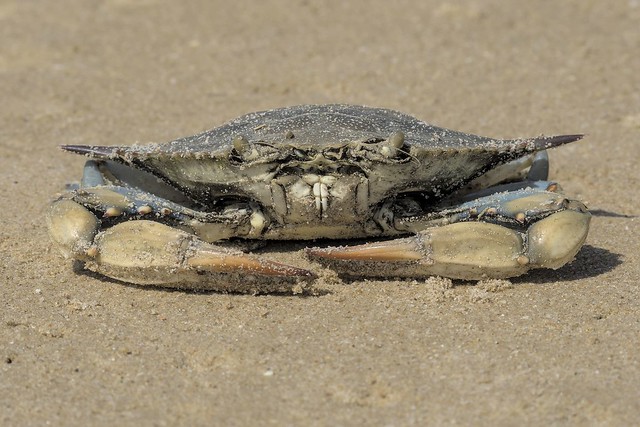 Crabe sp