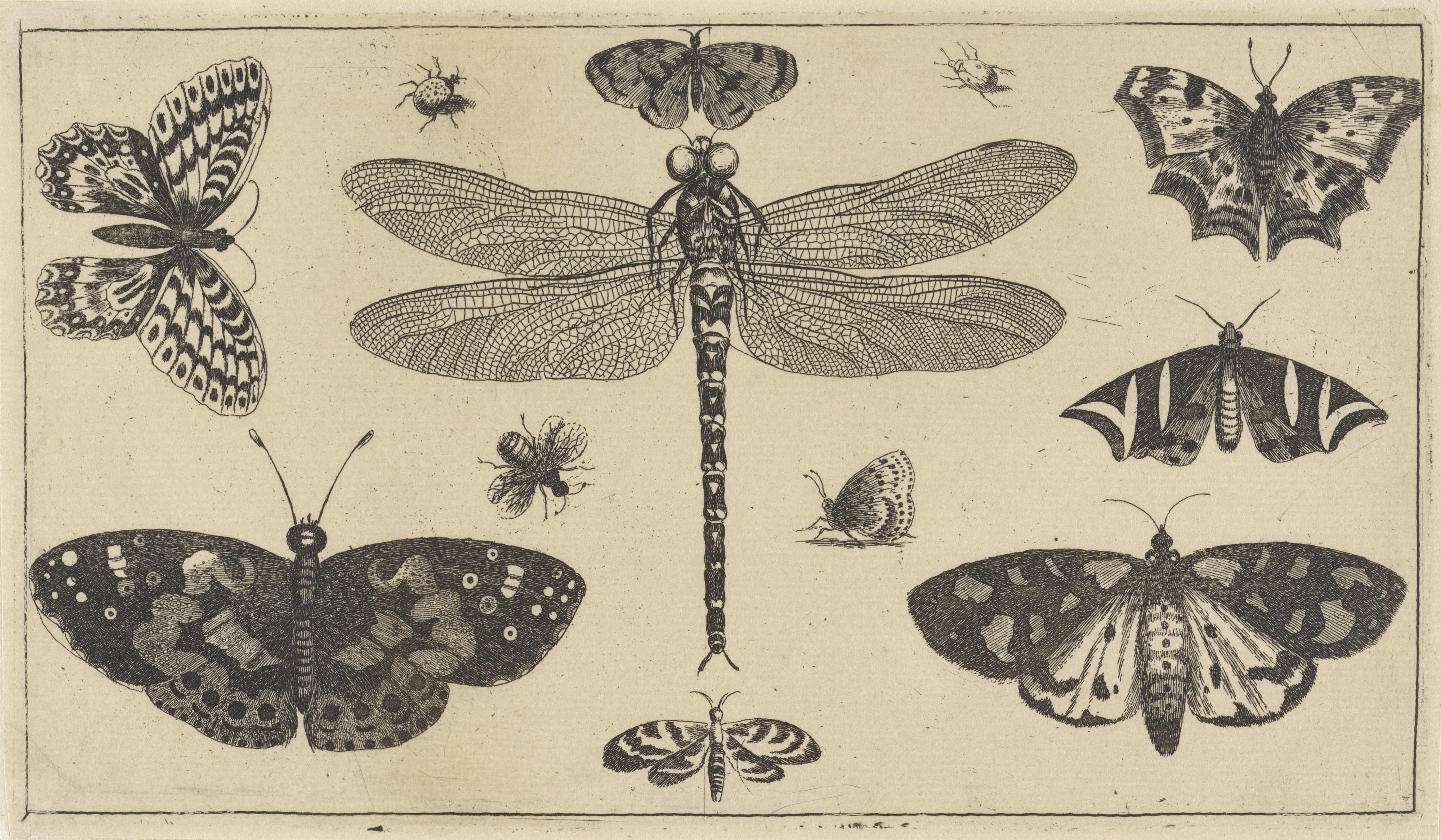 Wenceslaus Hollar :: Libelle, lieveheersbeestjes en vlinders. Dragonfly, beetle, butterfly. Verschillende insecten (series title). Various insects (series title). Diversae Insectorum (series title), 1644-1652. | src Rijksmuseum