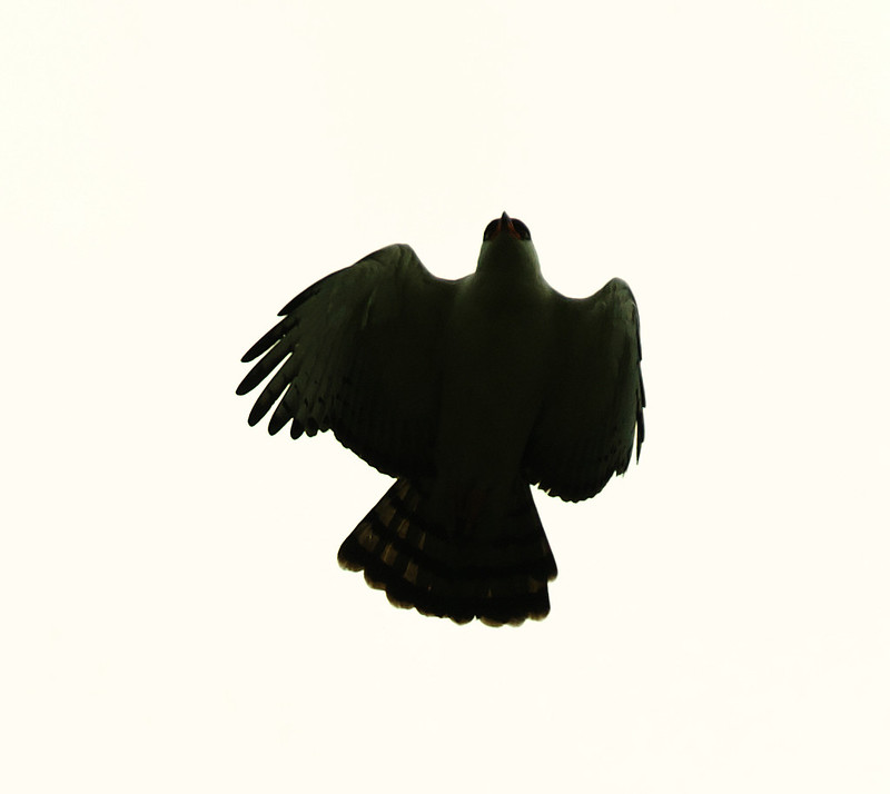 Black-and-white Hawk-Eagle_Spizaetus melanoleucus_Ascanio_Brazil_DZ3A7759