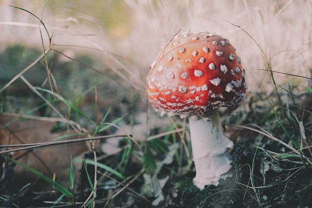 mushroom 🍄