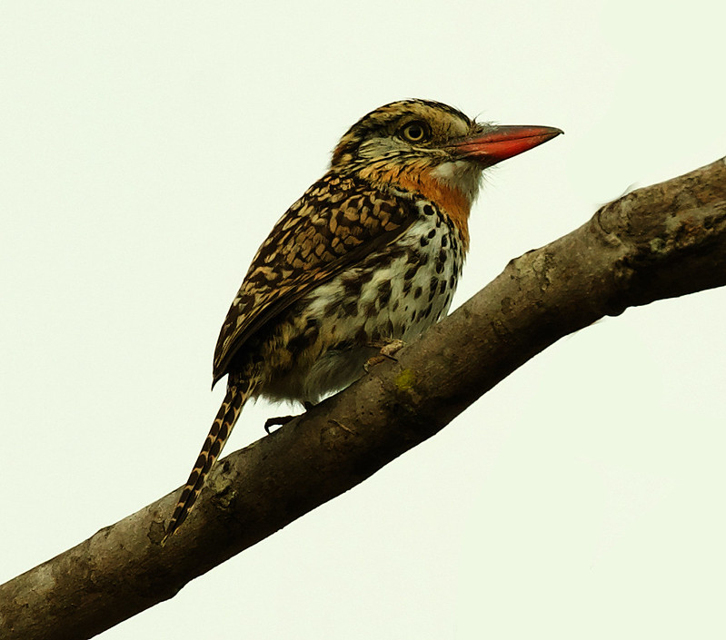Spot-backed Puffbird_Nystalus maculatus_Ascanio_Brazil_DZ3A8420