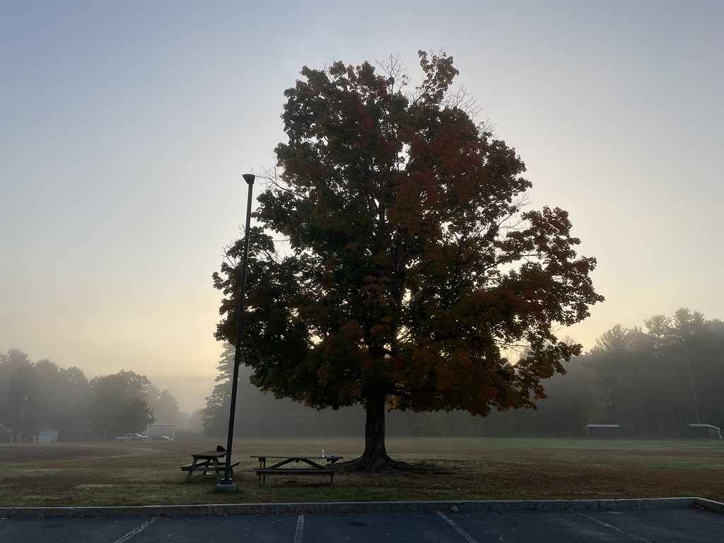School Morning Tree