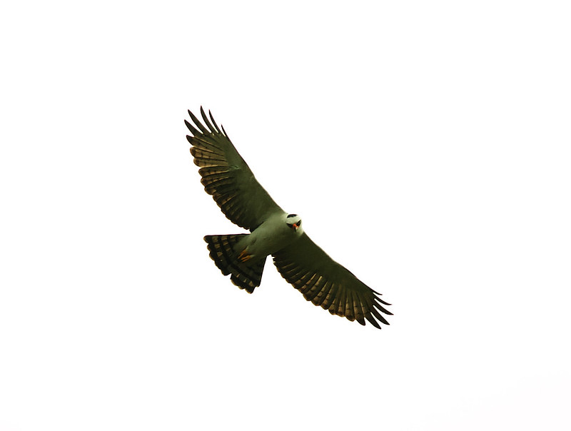 Black-and-white Hawk-Eagle_Spizaetus melanoleucus_Ascanio_Brazil_DZ3A7750