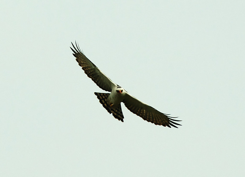 Black-and-white Hawk-Eagle_Spizaetus melanoleucus_Ascanio_Brazil_DZ3A7742