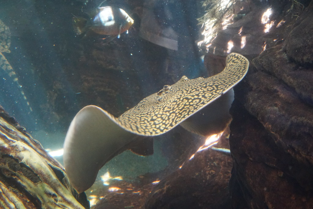 Stringray Fern Tiger Stringray | Willem Flaugher | Flickr
