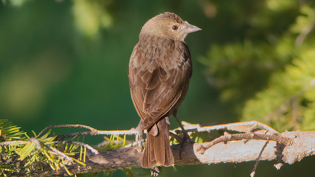 Female  brown headed Cowbird