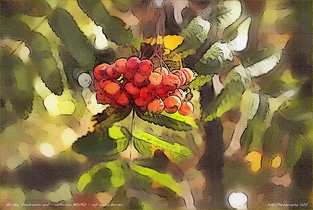Berries, Mushrooms and.....collection #0042 - red rowan berries