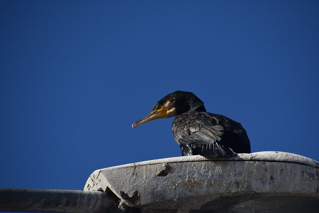 The cormorant