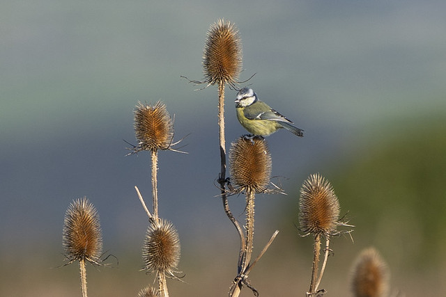 Blue tit and Thistles