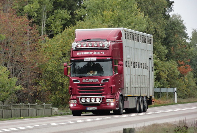 Scania v8 CYJ093 livestock transporter cruises in Sweden