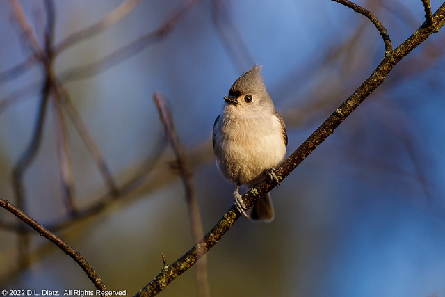 Tufted Titmouse #2 - 2022-03-20