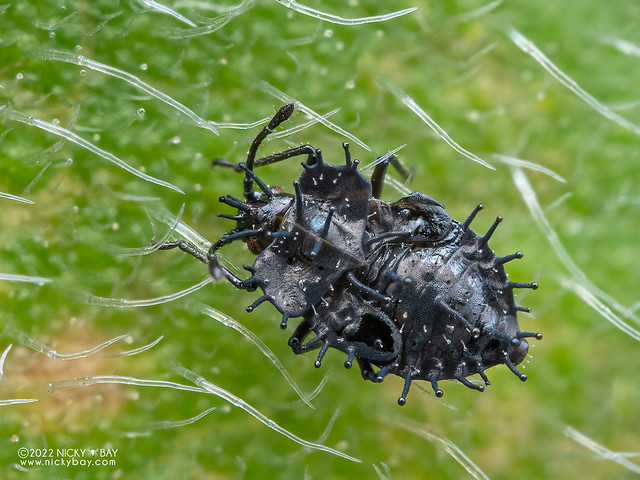 Lace bug (Cochlochila bullita) - PA120280