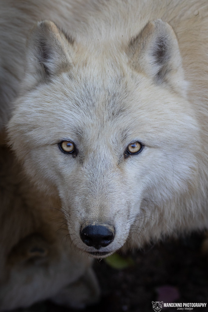 Artic Wolf - Zoo Amneville
