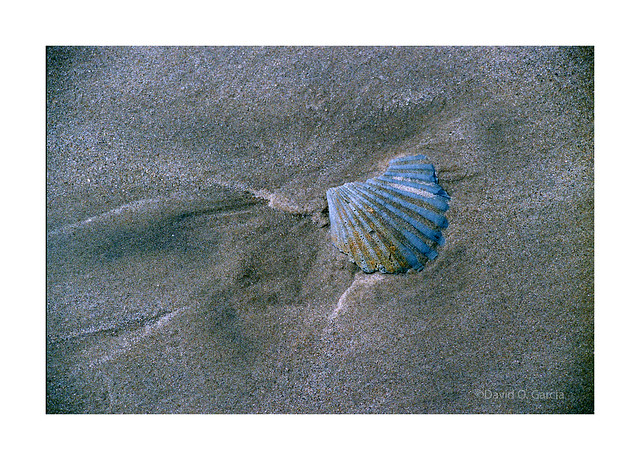 Sea Shell on the Beach